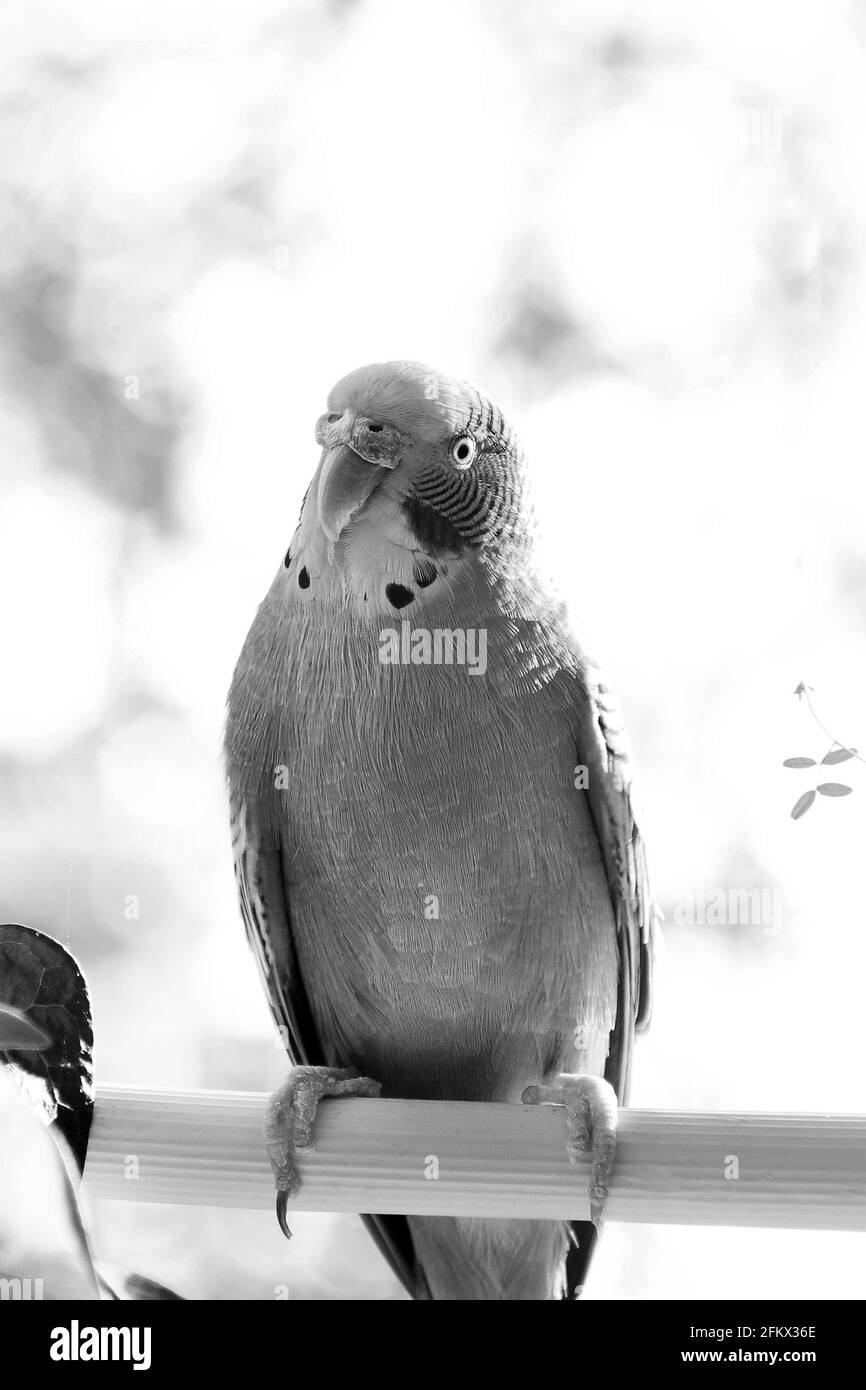 Budgerigar. Parrot vicino alla finestra Foto Stock