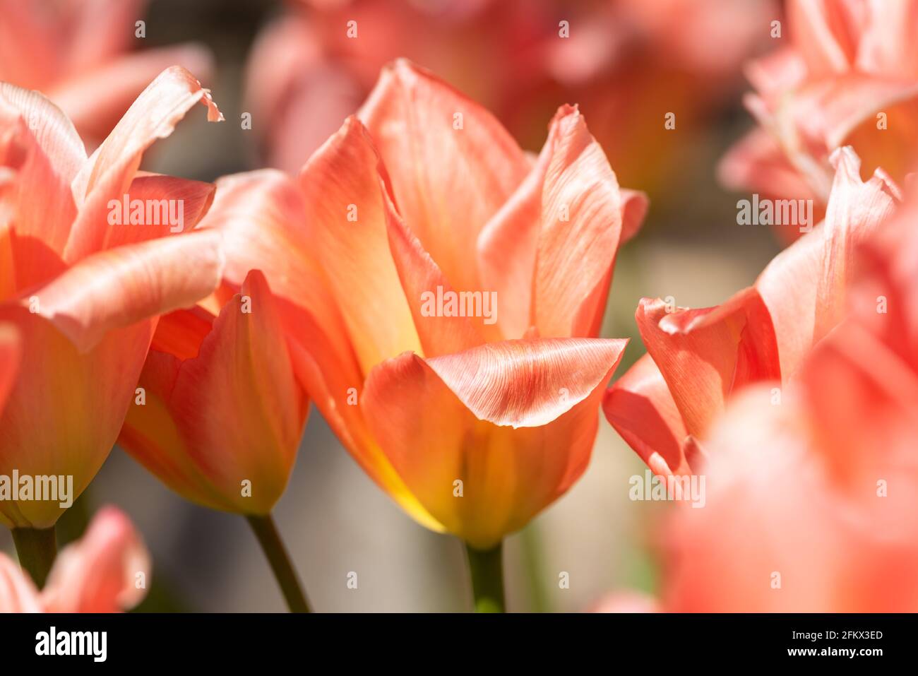 Tulipa 'Apricot Impression' Foto Stock