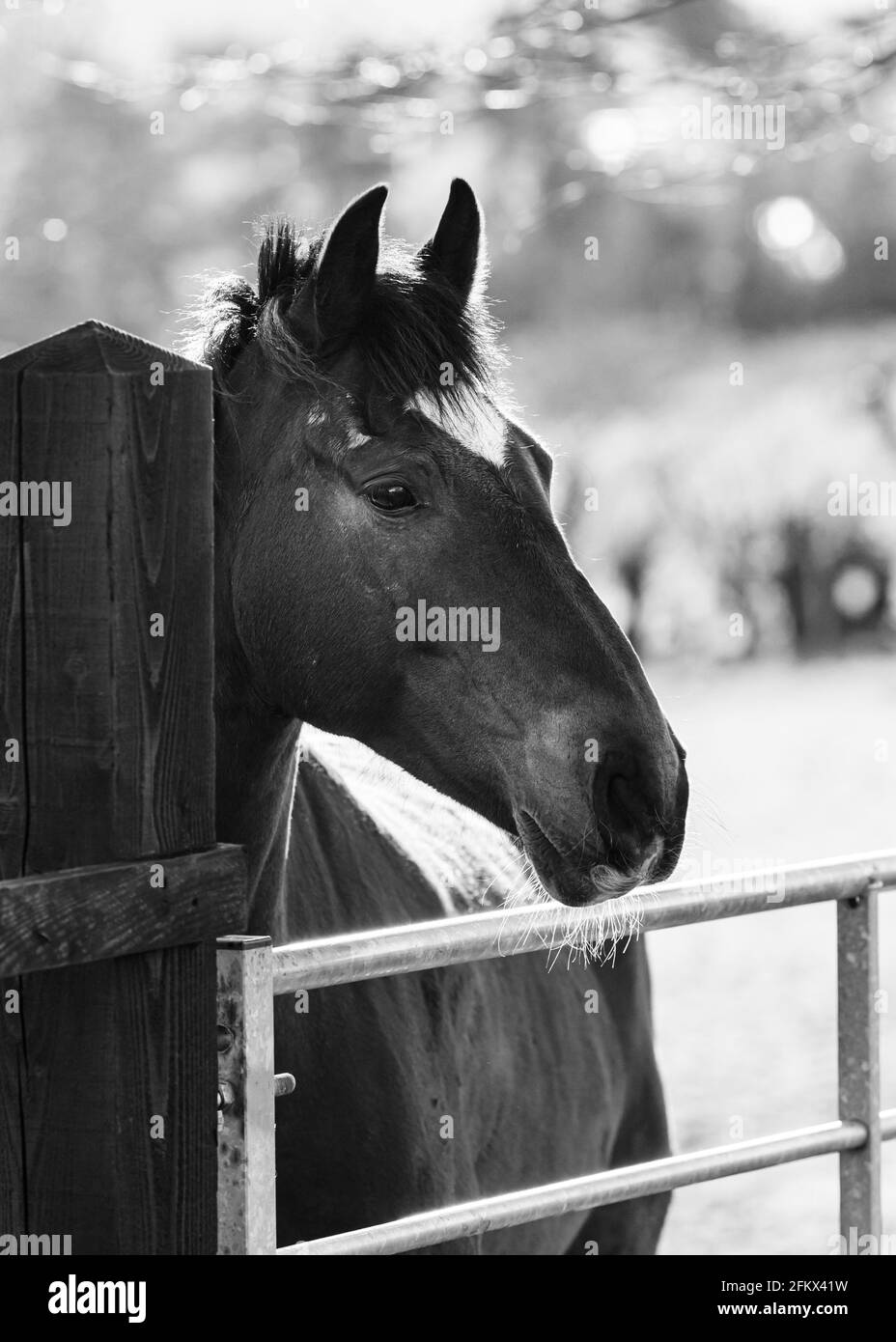 Ritratto di un cavallo bruno con un cerotto bianco sopra fronte Foto Stock