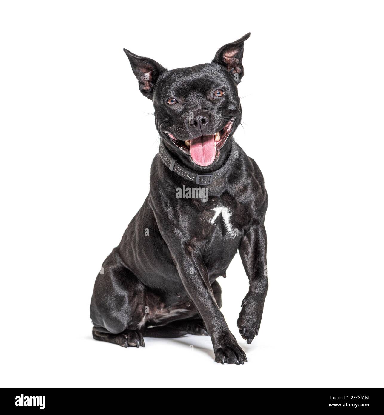 Terrier nero americano Staffordshire isolato su bianco Foto Stock