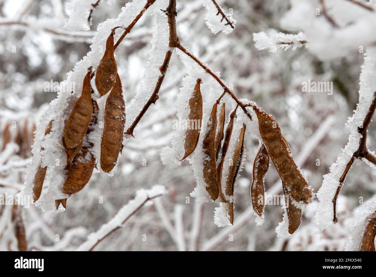 Robinia, Pod con brina in inverno Foto Stock