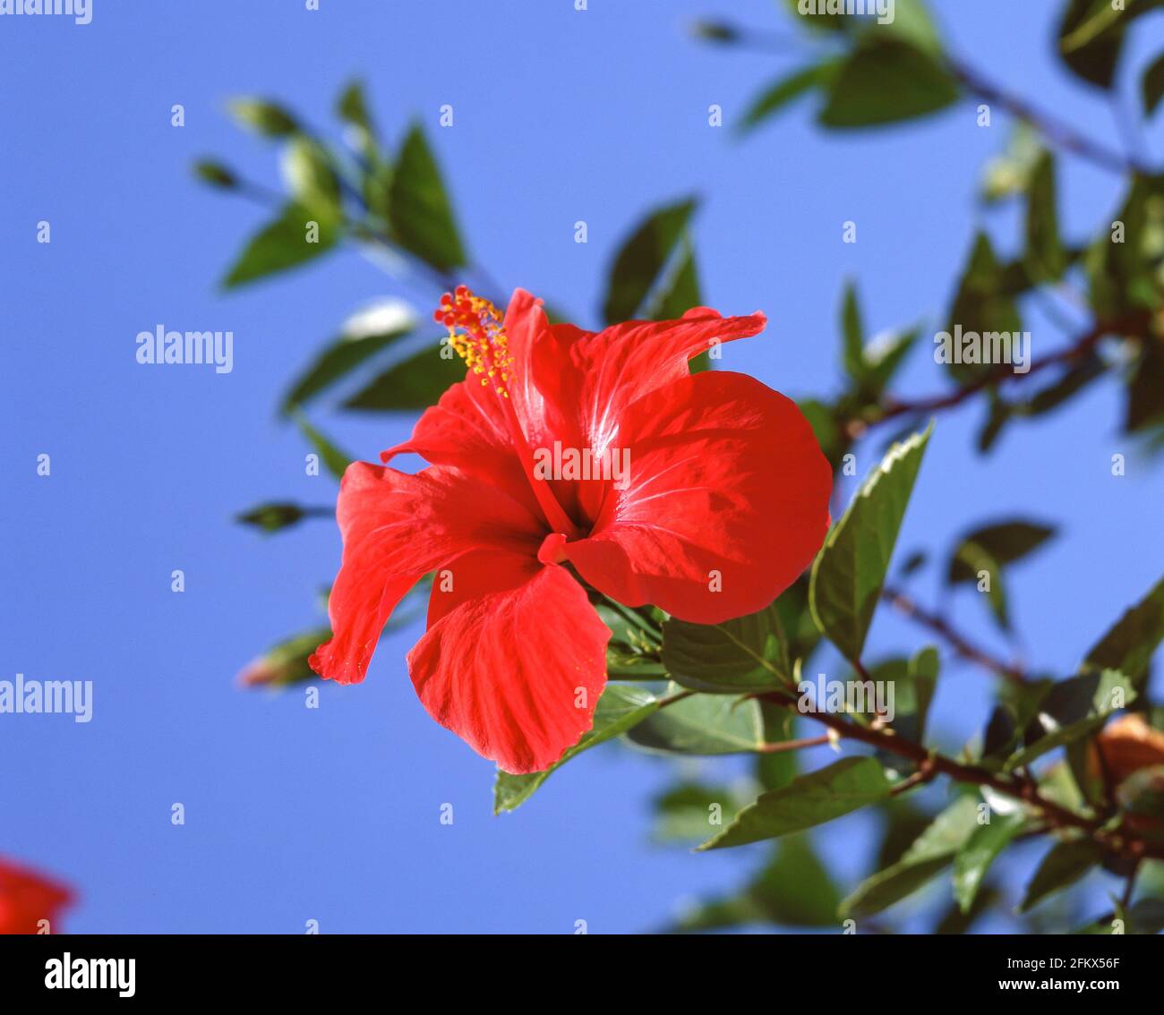 Fiore rosso di ibisco, Castello di Kyrenia, Kyrenia, Distretto di Kyrenia, Cipro del Nord Foto Stock