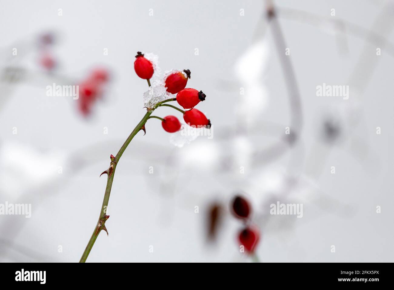 Rosa fianchi, frutta in inverno Foto Stock