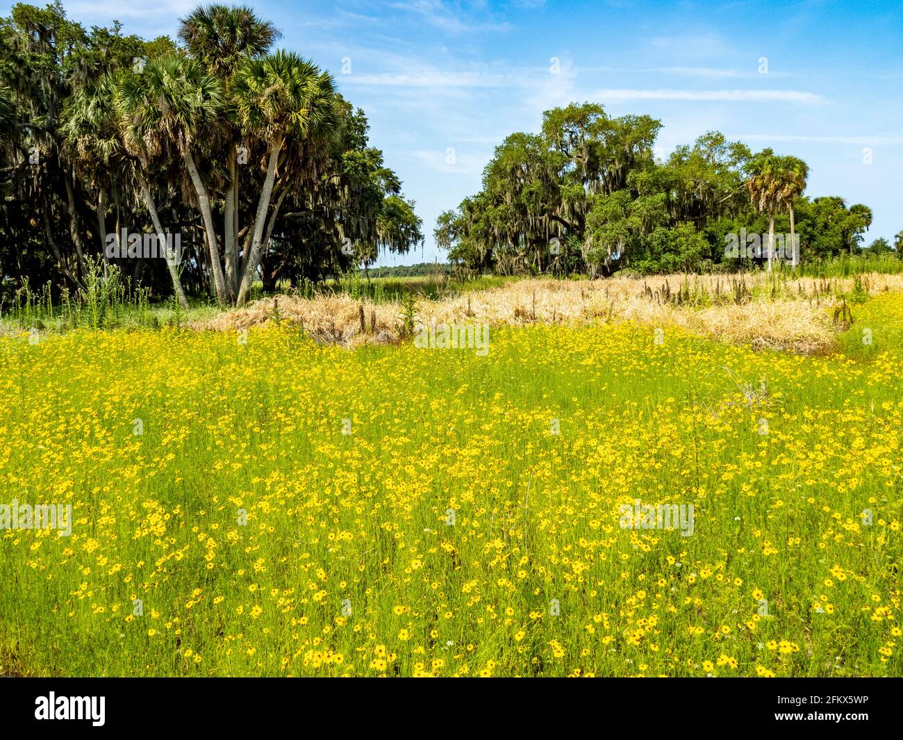 Fiori selvatici di Coreopsis gialli comunemente conosciuti come seme di cazzo nel fiume Myakka State Park a Sarasota, Florida USA Foto Stock Fiori selvatici di Coreopsis gialli comunemente conosciuti come seme di cazzo nel fiume Myakka State Park a Sarasota, Florida USA Foto Stock
