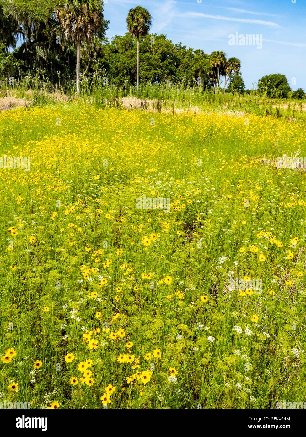 Fiori selvatici di Coreopsis gialli comunemente conosciuti come seme di cazzo nel fiume Myakka State Park a Sarasota, Florida USA Foto Stock Fiori selvatici di Coreopsis gialli comunemente conosciuti come seme di cazzo nel fiume Myakka State Park a Sarasota, Florida USA Foto Stock