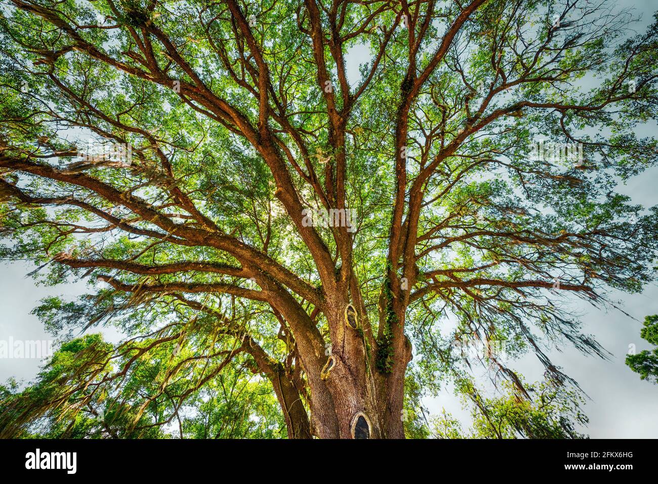 Live Oak Tree nel parcheggio fuori del Fort White, Florida, Ufficio postale. Foto Stock