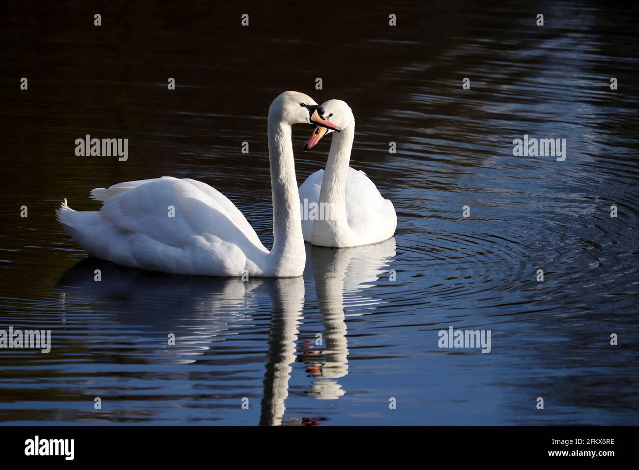 Coppia di cigni bianchi che nuotano su un lago, riflesso sulla superficie dell'acqua. Scena romantica, concetto di amore e lealtà Foto Stock