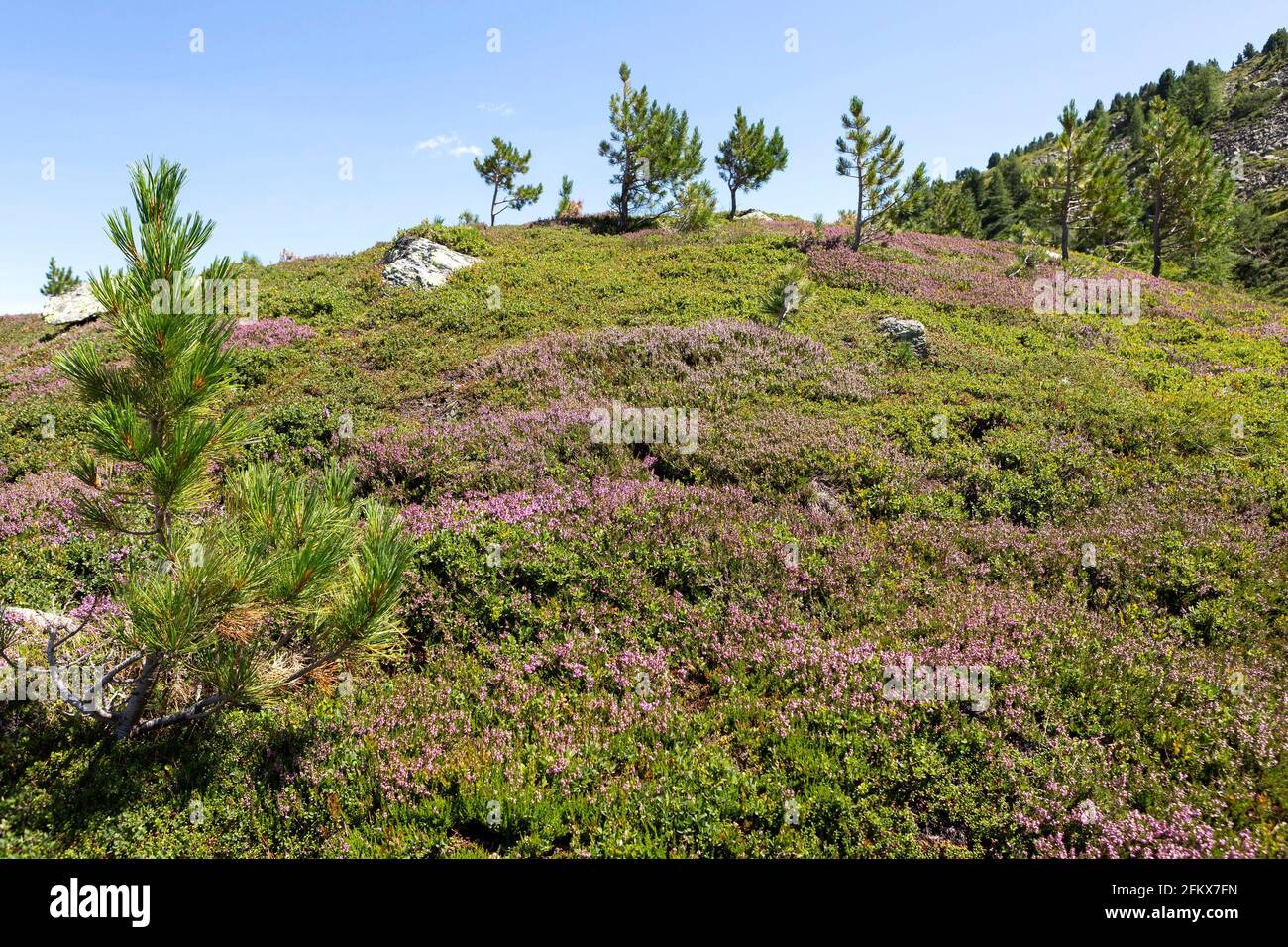 Heather, territorio tirolese di protezione del paesaggio Patscherkofel Zimberg, Austria Foto Stock