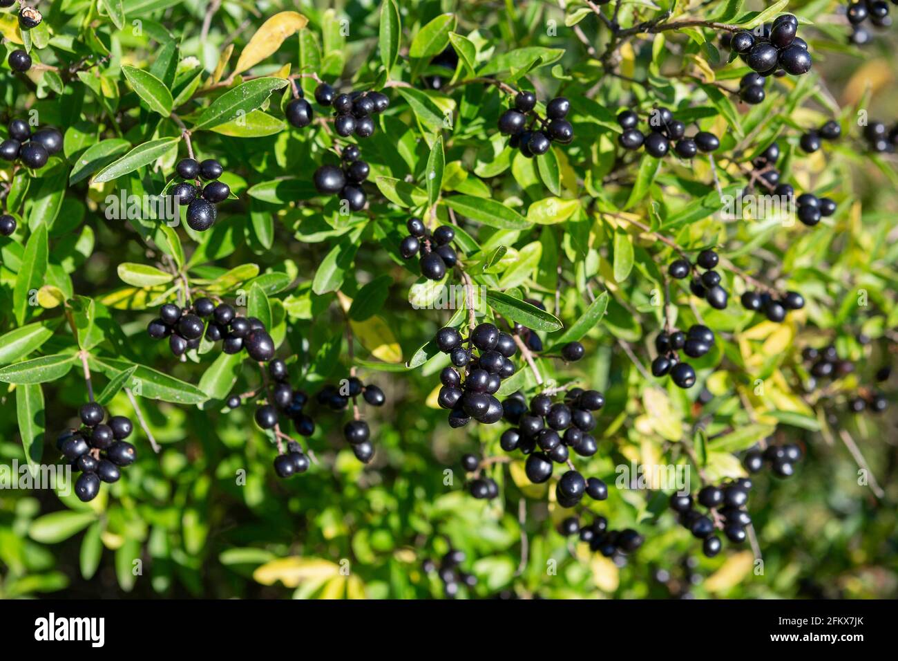 Privato comune, Ligustrum vulgare Foto Stock