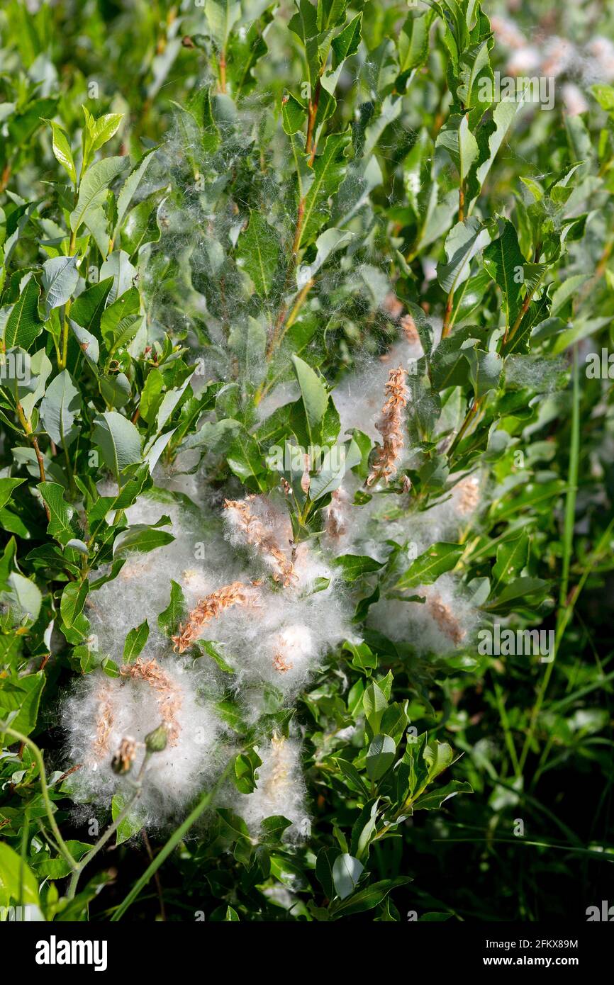 Spießweide, Salix hastata Foto Stock