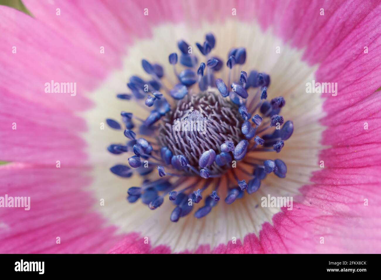 Fiore rosa. Primo piano con profondità di campo bassa. Fotografia macro. Foto Stock