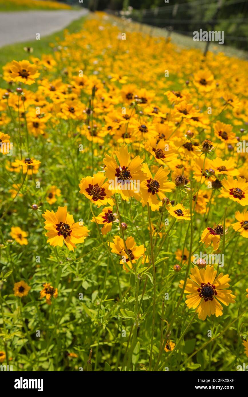 Fiori selvatici di Coreopsis gialli che crescono da una strada nel nord della Florida...il Florida state Wildflower è il Coreopsis. Foto Stock