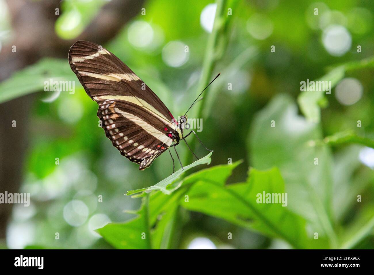Zebra Butterfly, Heliconius charithonia, Noble Butterfly Foto Stock
