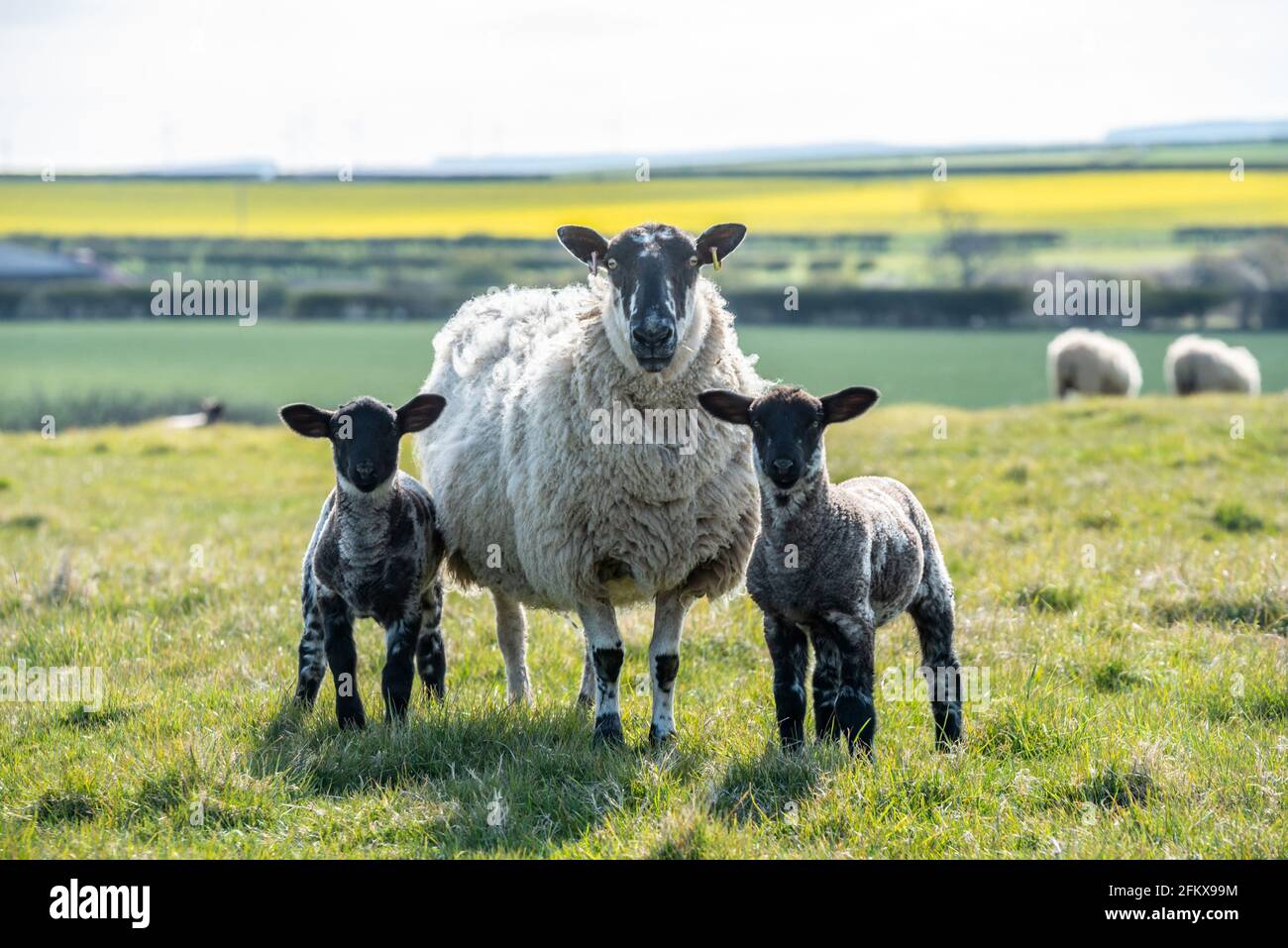 Bamburgh, 24 aprile 2021: Una madre pecora con i suoi due agnelli vicino al Castello di Bamburgh, Northumberland Foto Stock