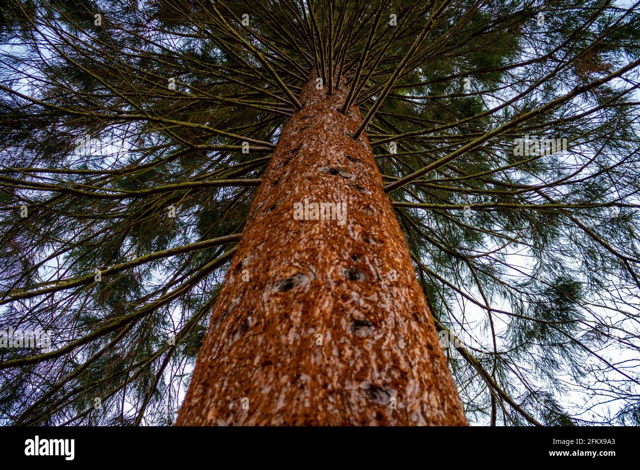 Vista dal basso alla cima dell'albero di un singolo grande albero di sequoia. Ricerca in alto con il primo piano del bagagliaio Foto Stock
