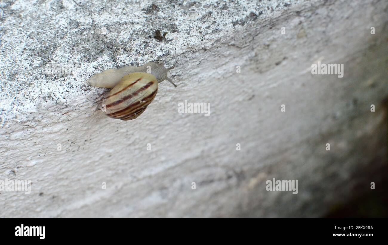 Illustrazione 3D - primo piano di una lumaca su un parete Foto Stock