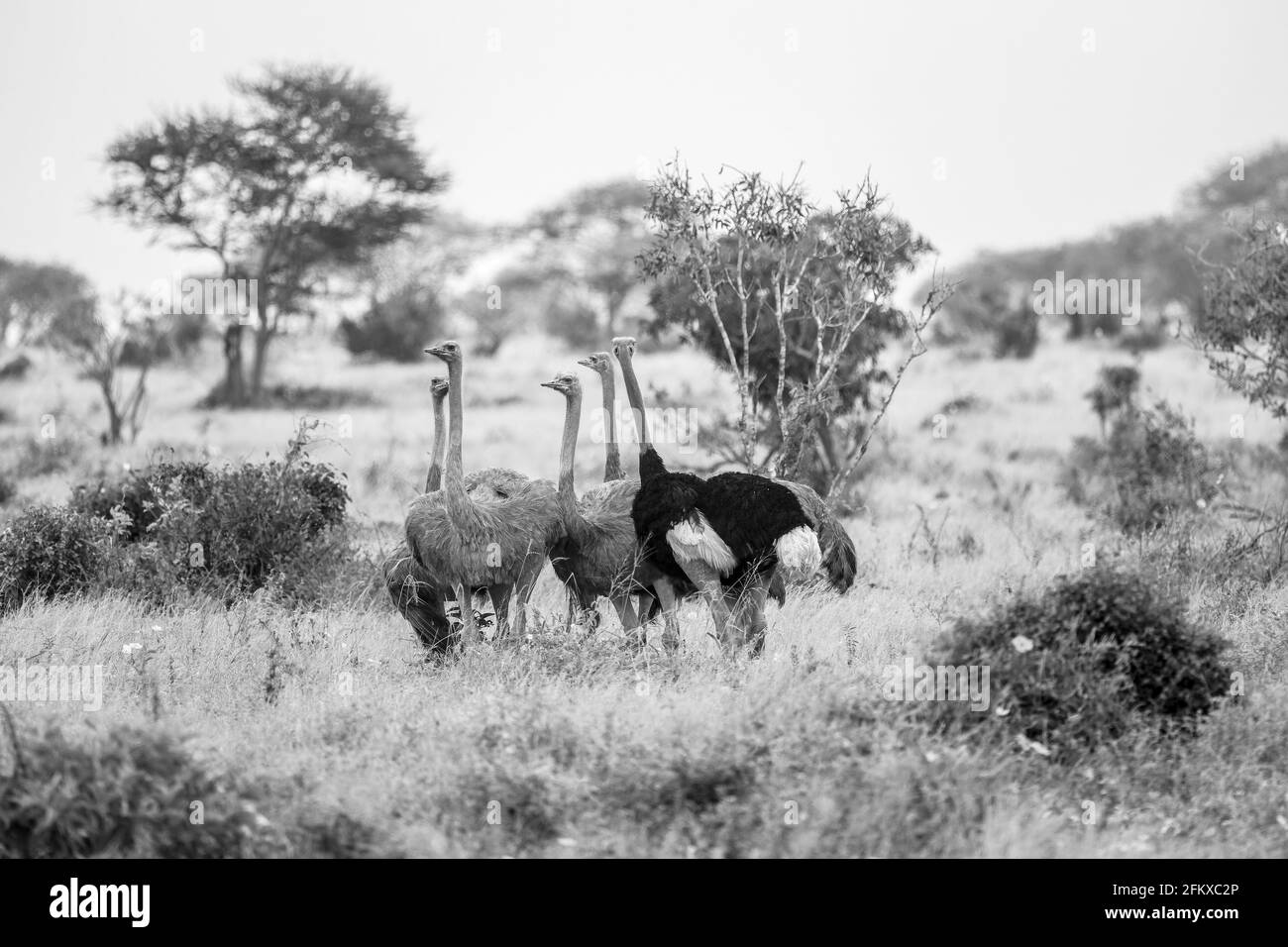 Struzzo nel Parco Nazionale di Tsavo Est, Kenya, Africa Foto Stock