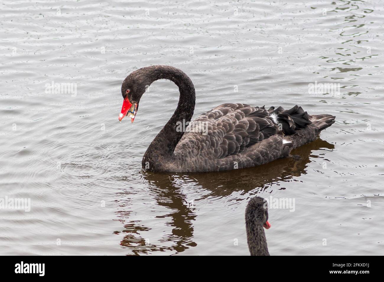 Raro cigno nero mangiare rifiuti di plastica in un lago, l'inquinamento colpisce gli animali, la fauna e la natura Foto Stock