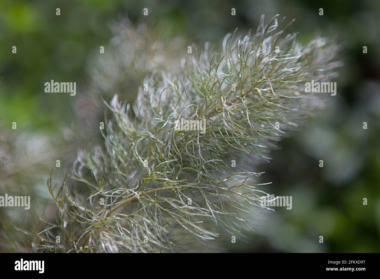 Le foglie di piuma della pianta del finocchio (Foeniculum vulgare), comunemente usata come erba aromatica e culinaria. Foto Stock