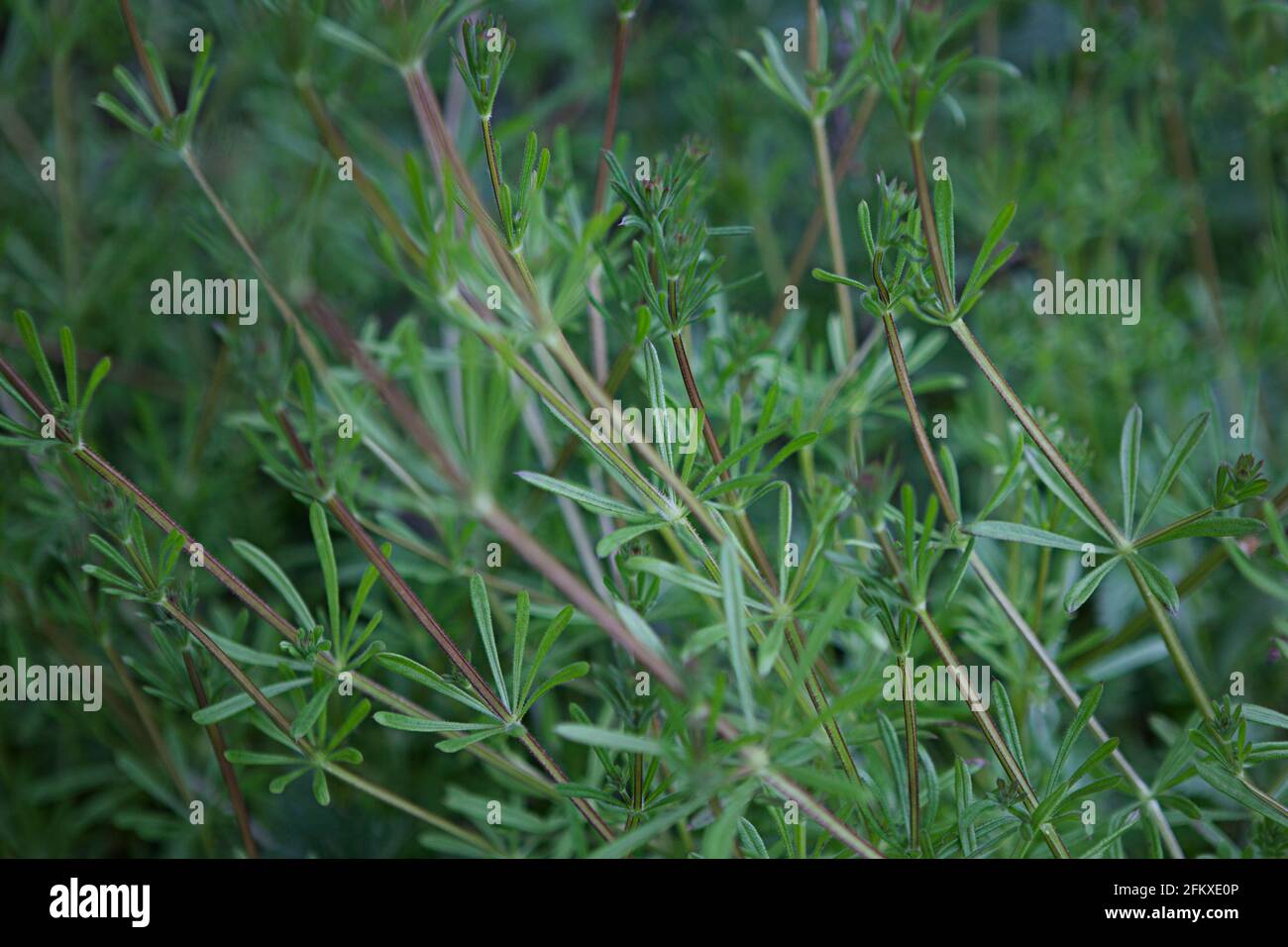 Galium aparine, scissione, bedpaglia, oca-grass, alghe, stickweed, hitchhikers, bob appiccicoso, stickyback, robin-run-the-hedge, appiccicoso Foto Stock