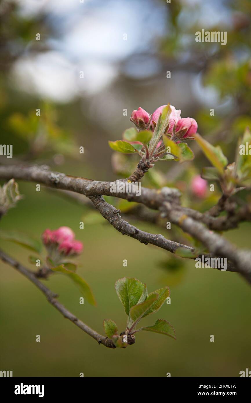 I germogli di mela rosa profondo fioriscono di Malus domestica Annie Elizabeth, maggio, primavera, Regno Unito Foto Stock