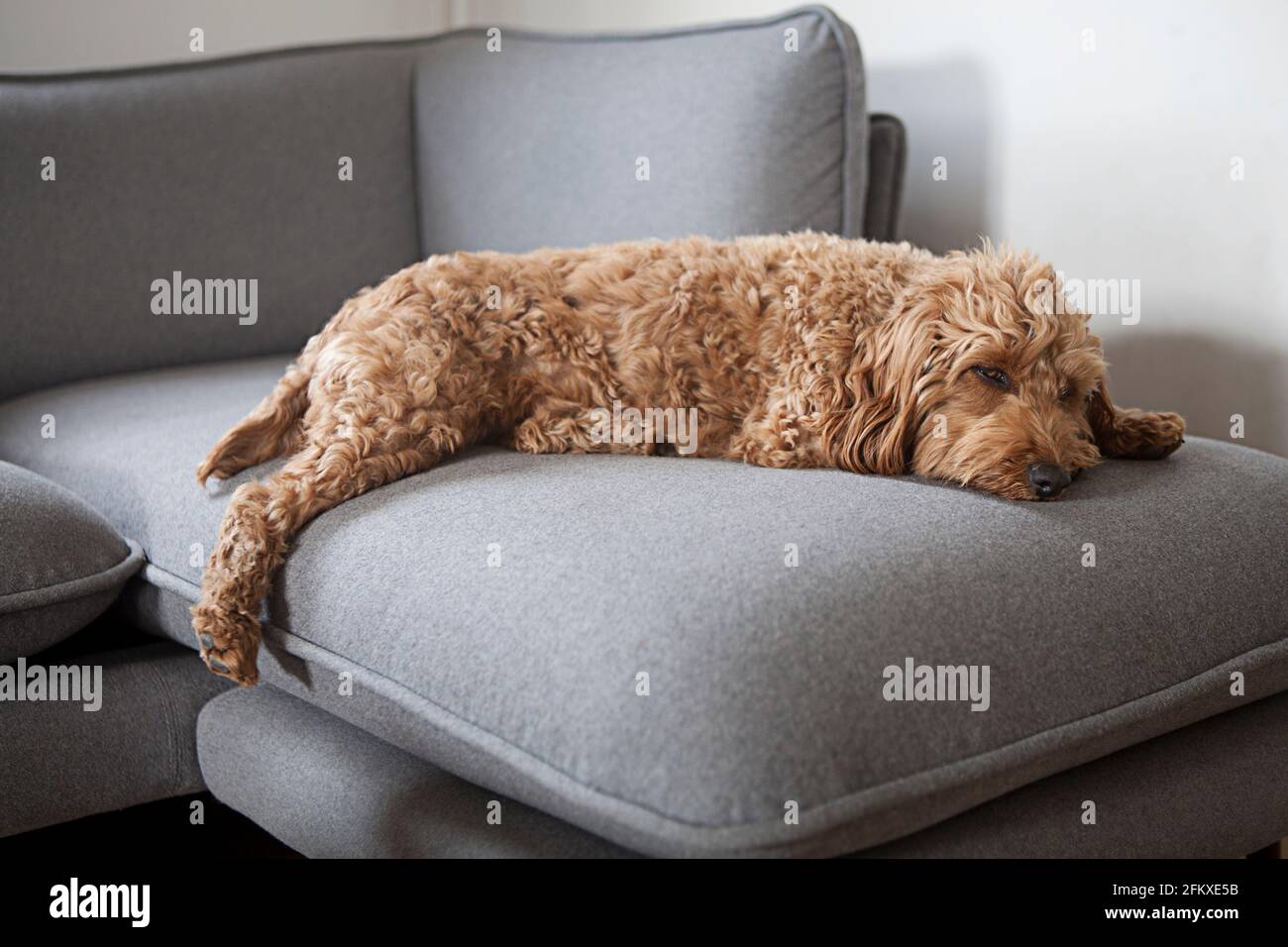 Un cockapoo rosso/marrone (cockerpoo, poodle-cross) cane disteso, rilassato, riposante sul divano Foto Stock