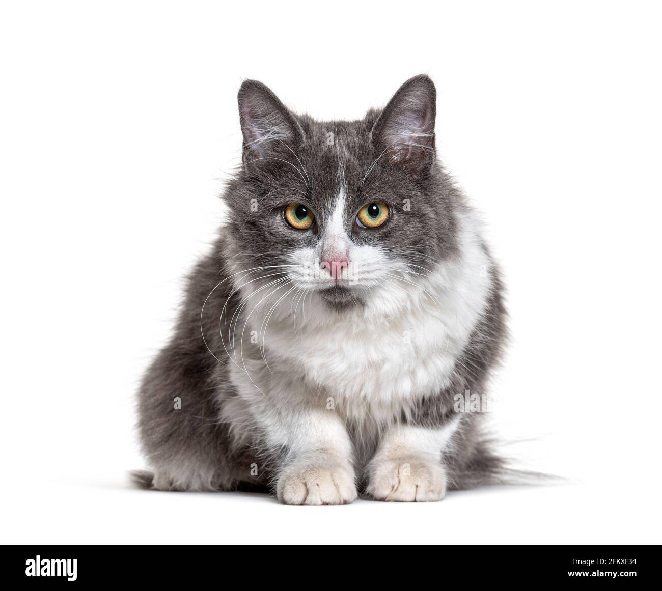 Gattino crossbreed gatto bianco e grigio lloking alla macchina fotografica Foto Stock