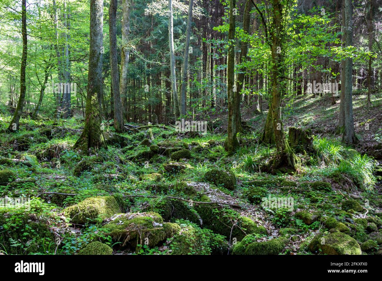 Percorso selvaggio nella foresta di Odenwald, Germania. Alberi verdi, rocce con muschio e luce solare nei boschi. Foto Stock