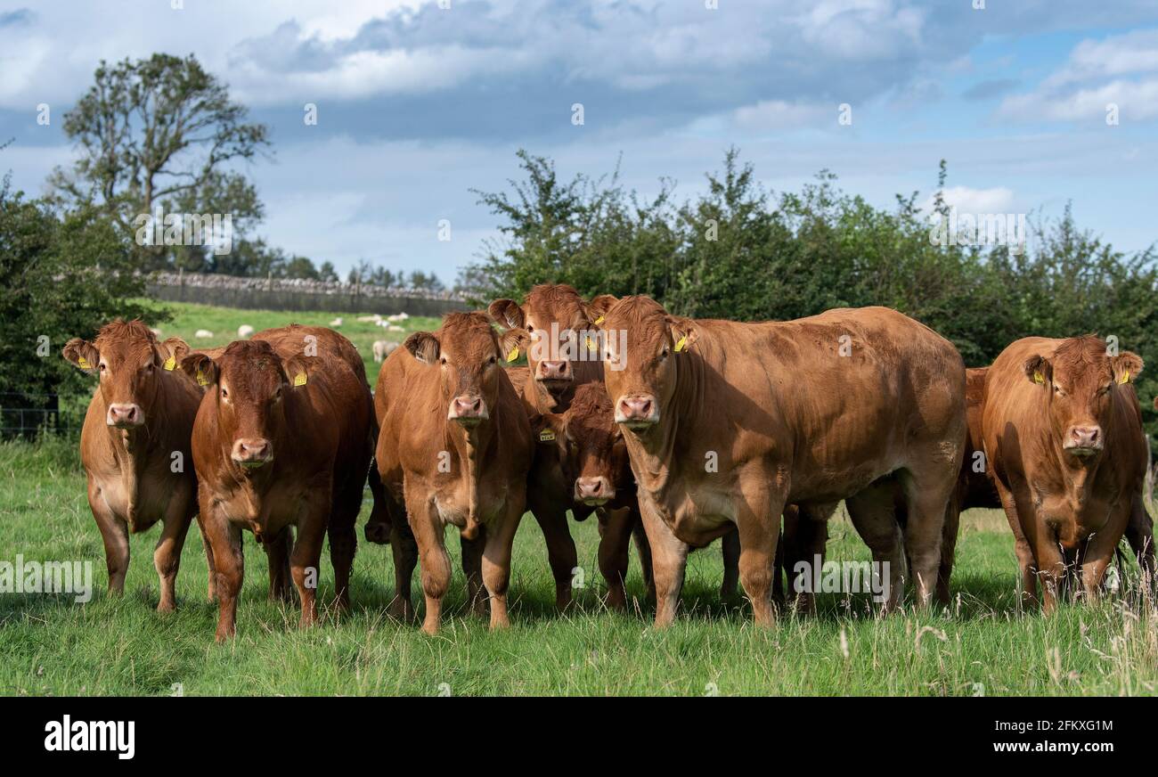 Mandria di giovenche pedigree Limousin in pascolo di montagna, Lancashire, Regno Unito. Foto Stock
