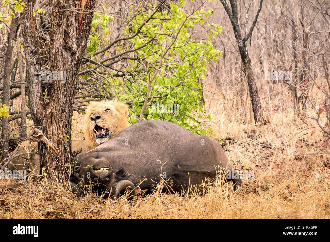 Lion pronto a mangiare una bufala dopo la caccia nel bosco di bush in Sud  Africa savannah - Concetto di natura leggi e selvaggia catena alimentare  Foto stock - Alamy