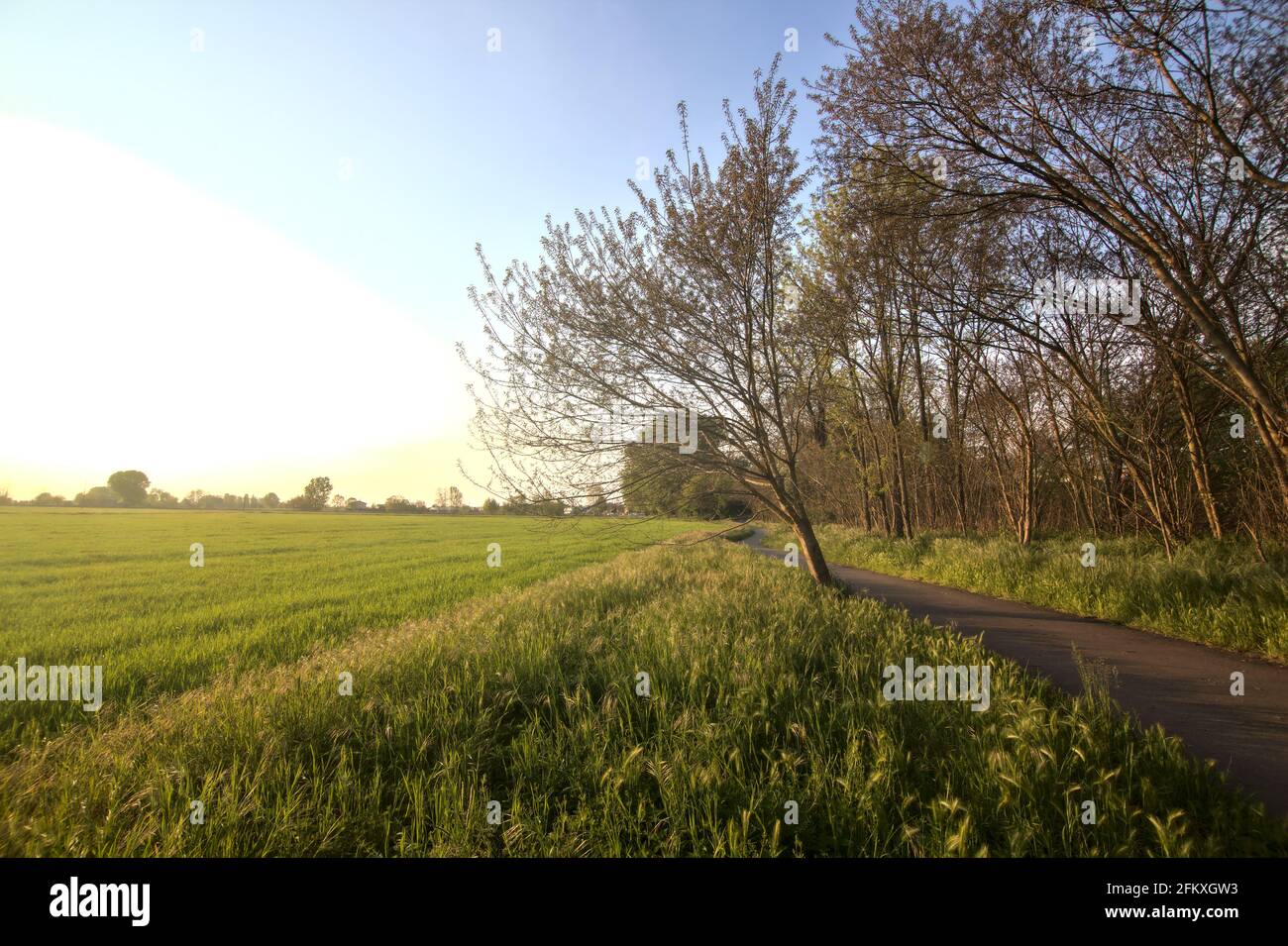 Percorso ciclabile delimitato da campi al tramonto in italiano campagna Foto Stock