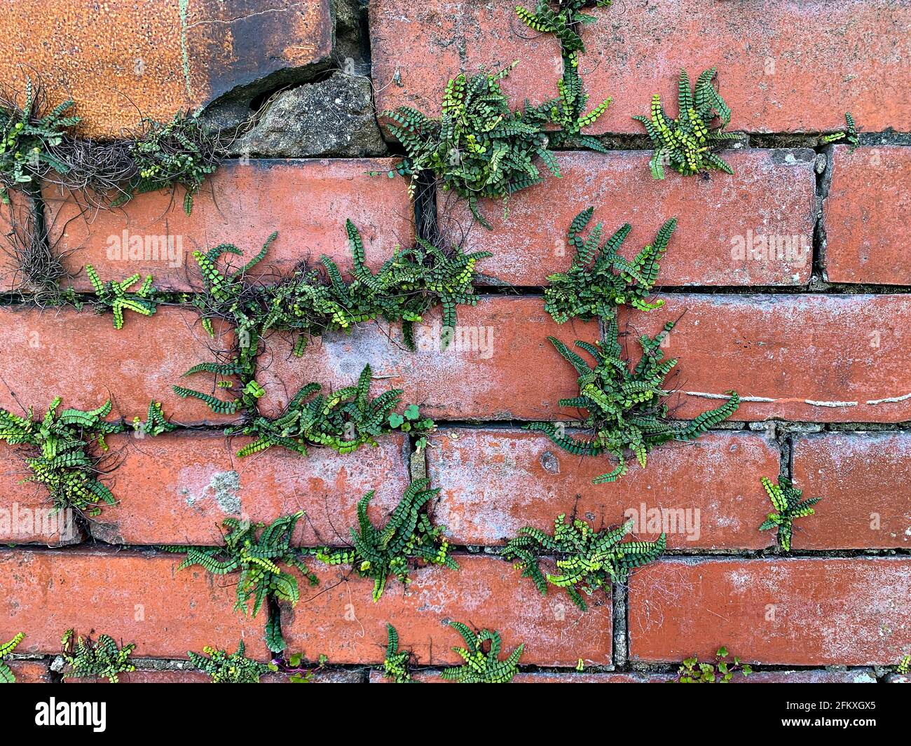 Maidenhair Spleenwort (Asplenium tricomanes) crescendo su mortaio di vecchio muro di mattoni Foto Stock