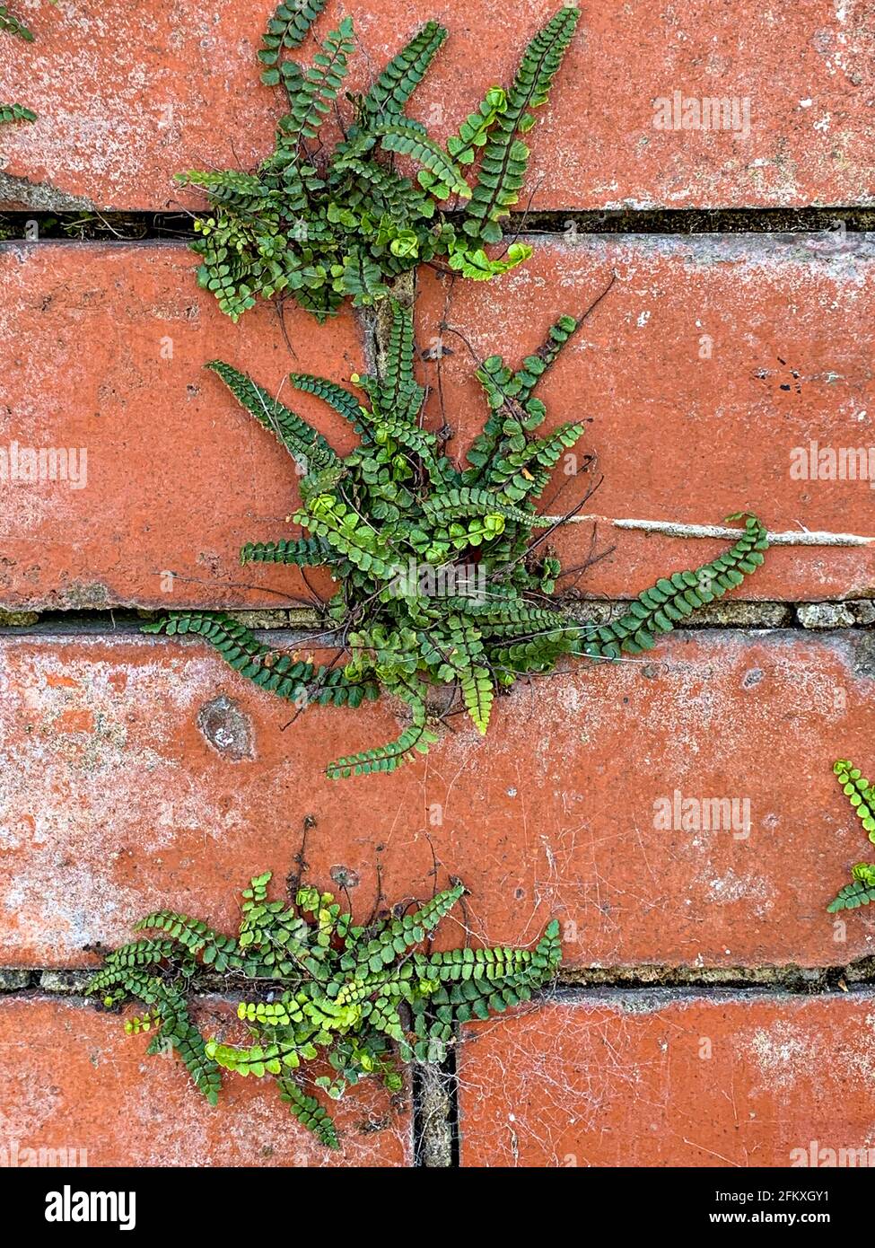 Maidenhair Spleenwort (Asplenium tricomanes) crescendo su mortaio di vecchio muro di mattoni Foto Stock