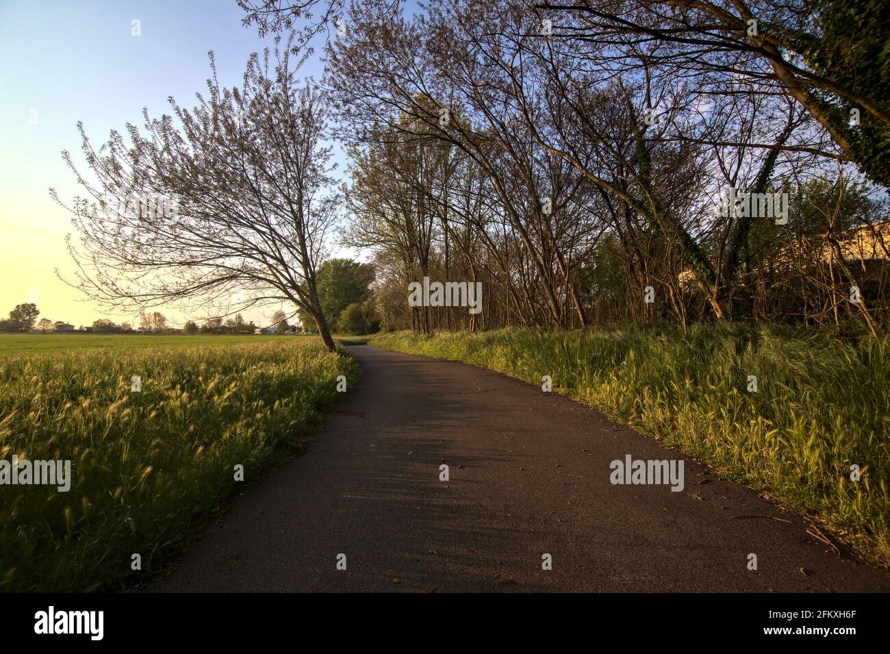 Percorso ciclabile delimitato da campi al tramonto in italiano campagna Foto Stock