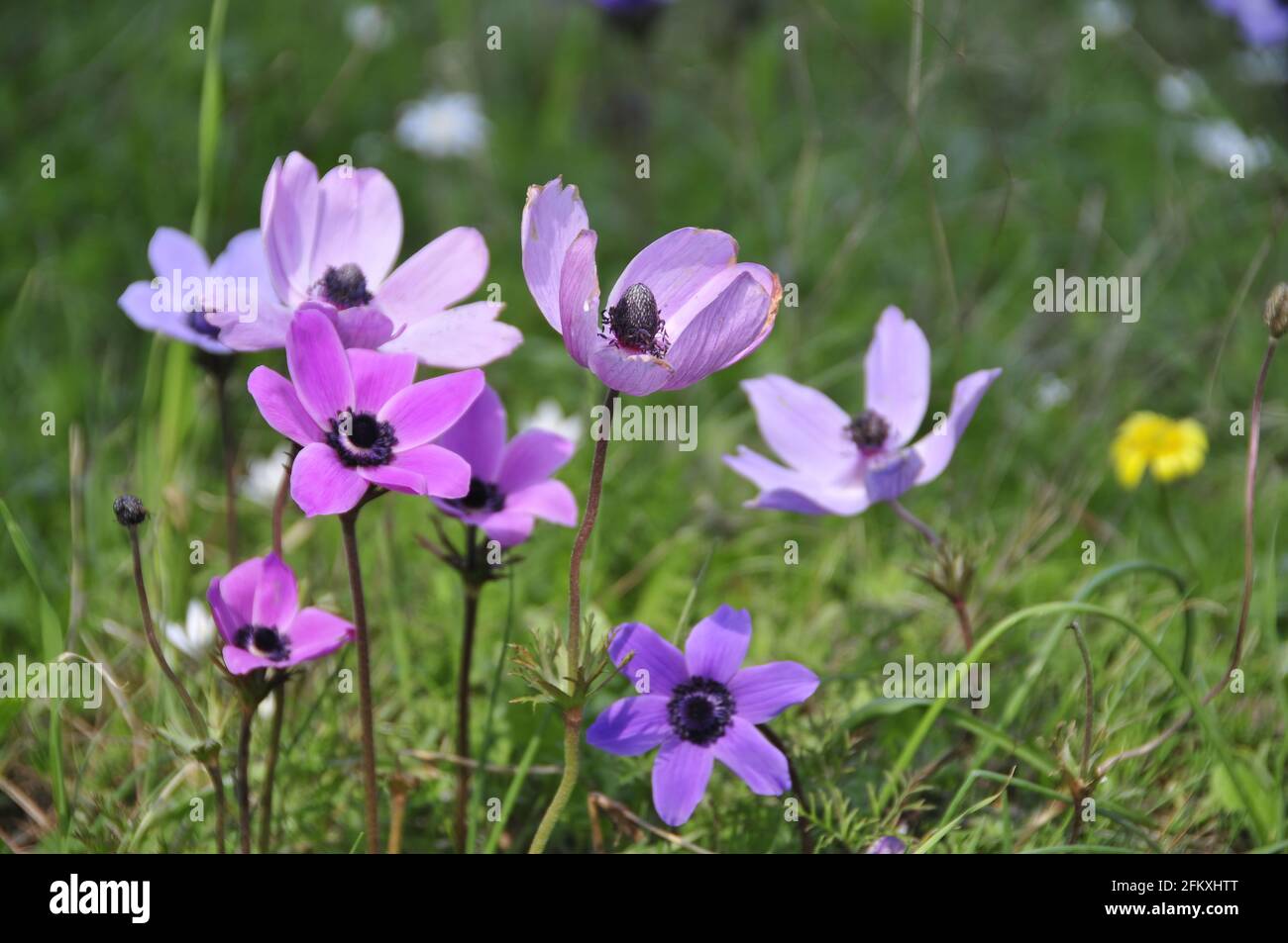 Closeup di fiori colorati sul Monte Imetto in Grecia in Molla Foto Stock