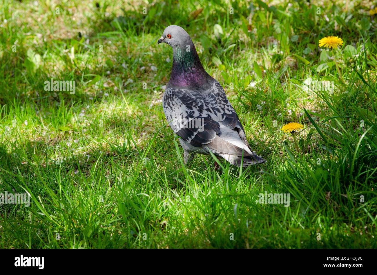 Pigeon nell'erba verde con fiori gialli Foto Stock