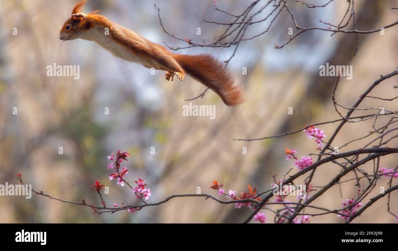Primo piano di uno scoiattolo che salta da un ramo all'altro in una giornata di sole in primavera Foto Stock