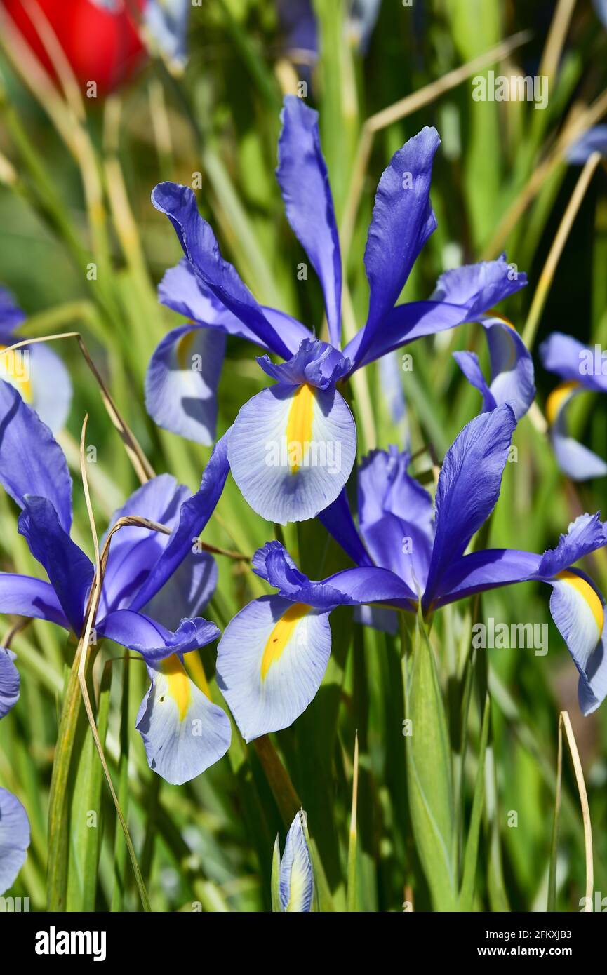 Un Iris blu fiorire in primavera nel Regno Unito - Iris spuria "Lucky Devil" Foto Stock