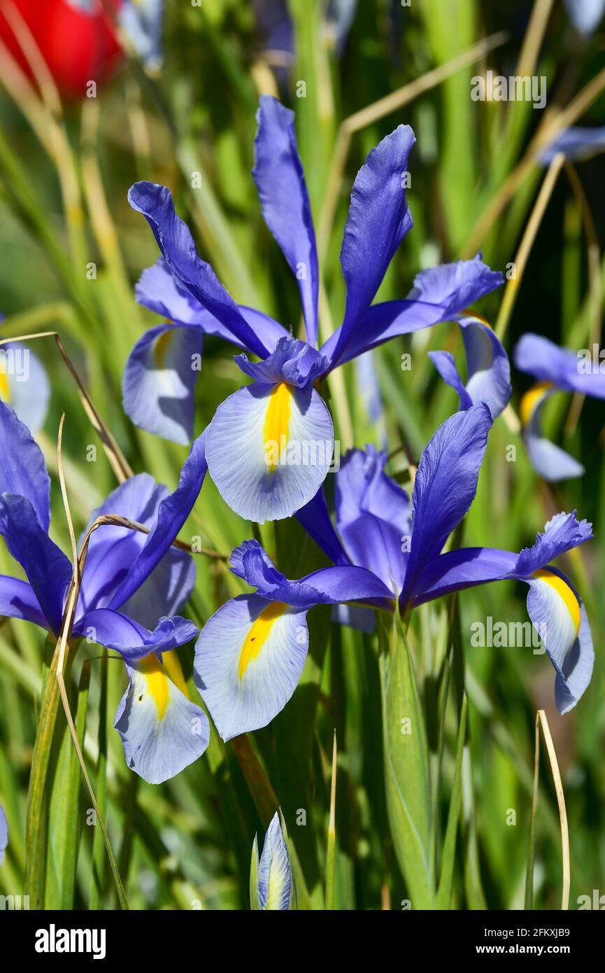 Un Iris blu fiorire in primavera nel Regno Unito - Iris spuria "Lucky Devil" Foto Stock