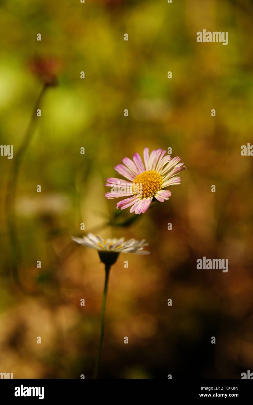 Daisie messicane nome latino Erigeron karvinskianus Foto Stock