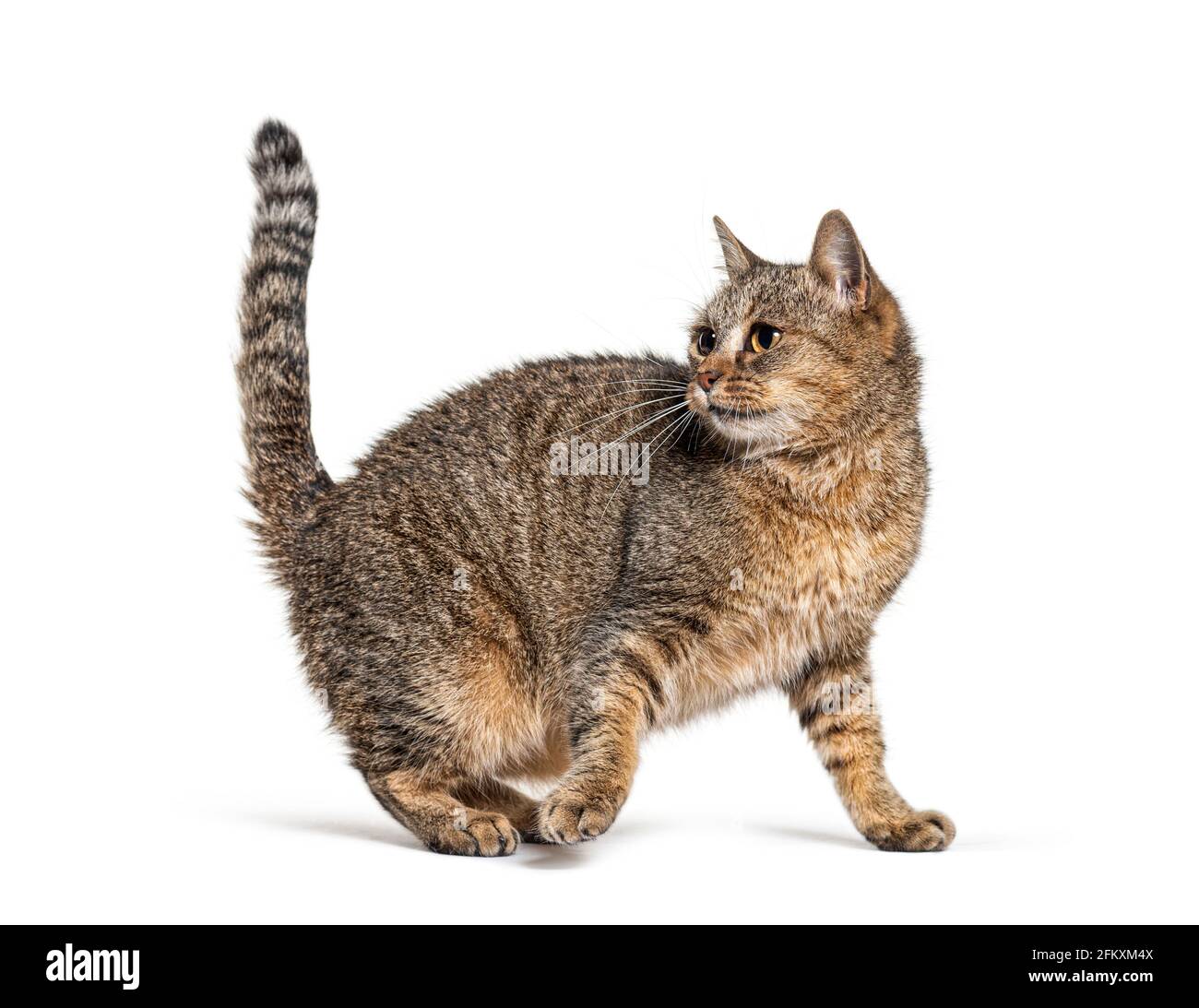 Vista laterale su un gatto di razza trasversale che guarda indietro e goind via Foto Stock