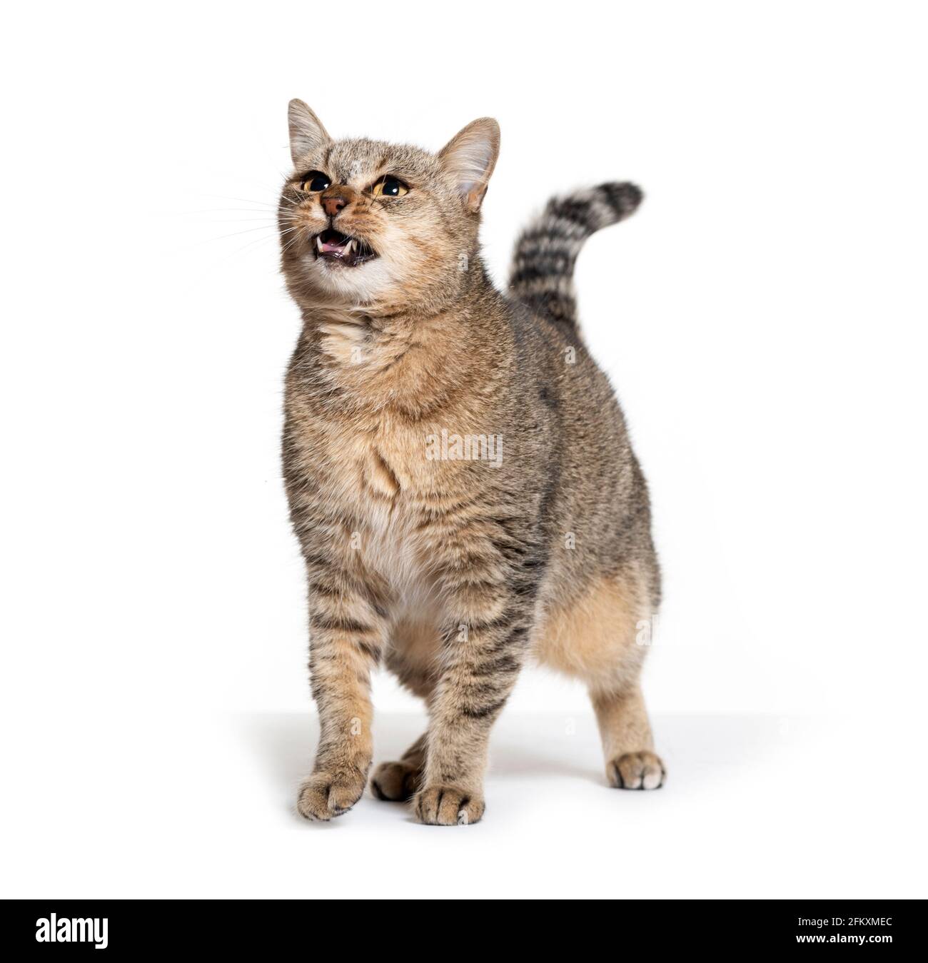 Vecchio gatto crossbreed che guarda arrabbiato, isolato Foto Stock