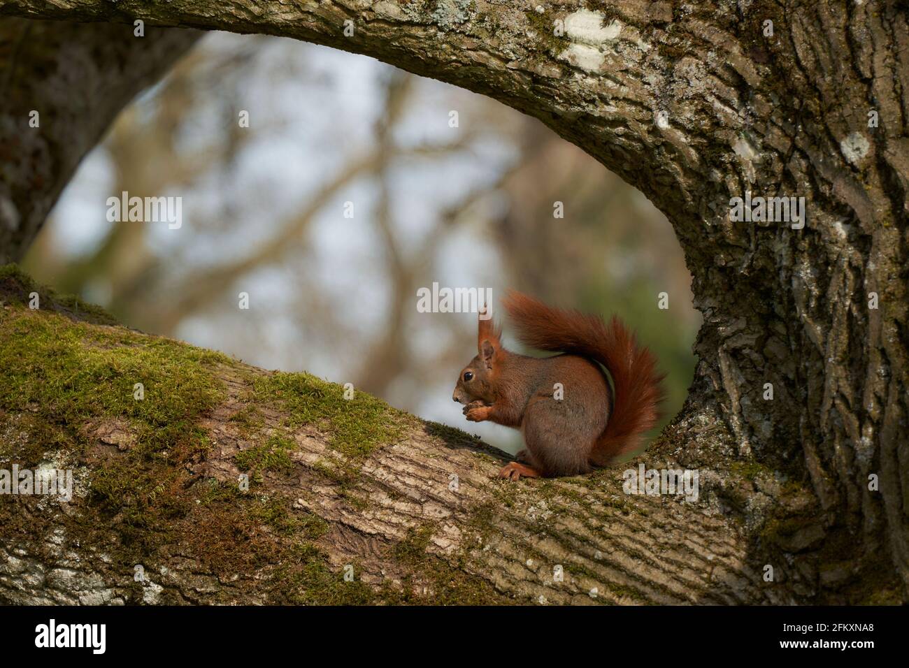 Scoiattolo (Sciurus) siede in un albero marrone con grandi rami e mangia. Vista laterale. Foto Stock