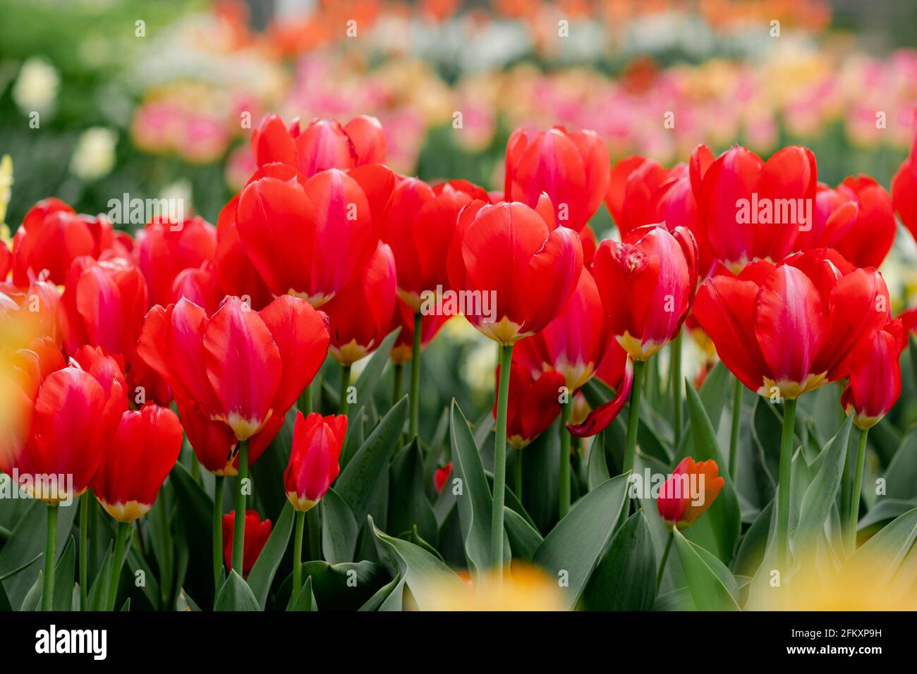 Tulipani rossi vibranti in giardino con molte file Foto Stock