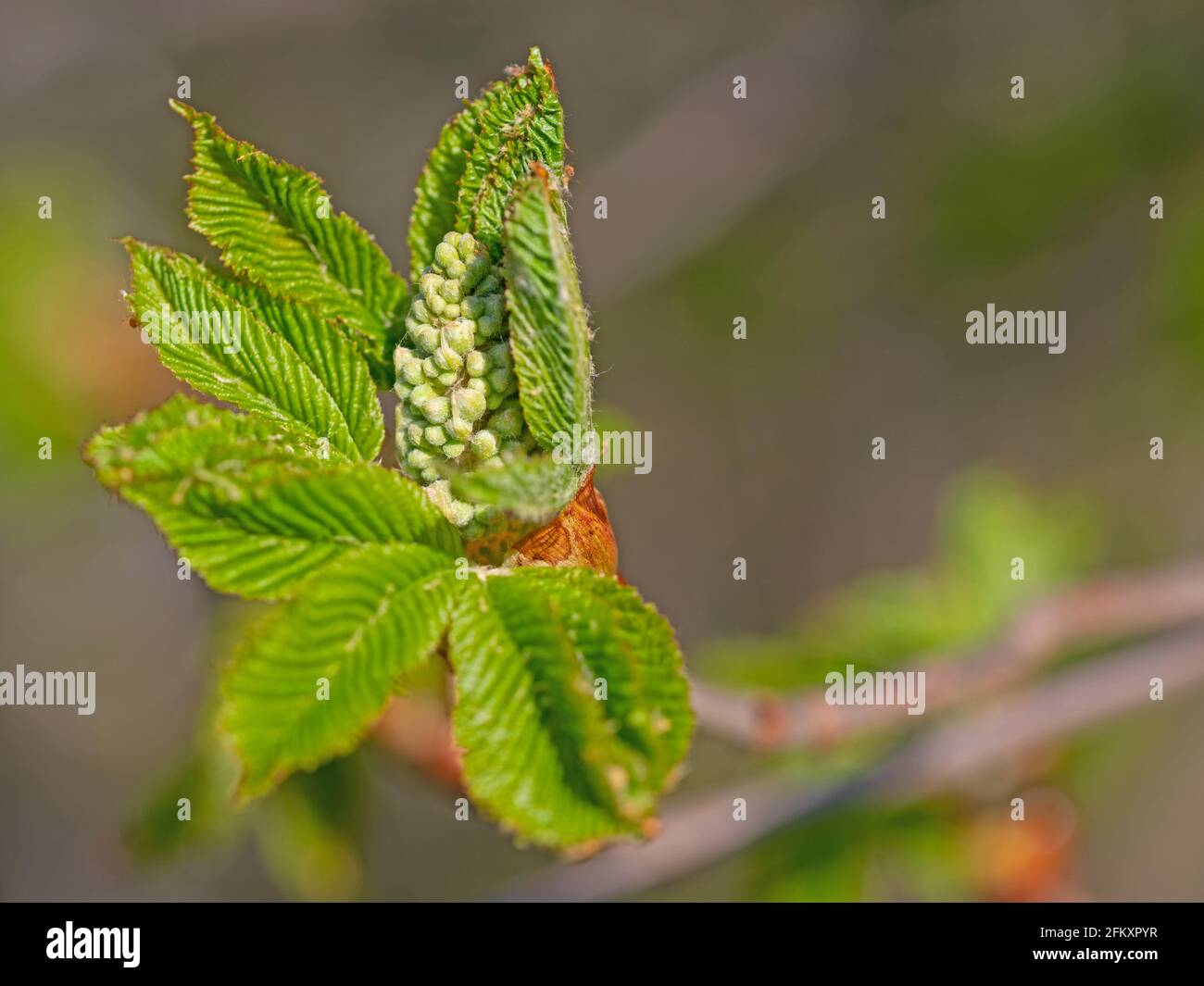 Germoglio di fiori del castagno di cavallo, Aesculo, in primavera Foto Stock