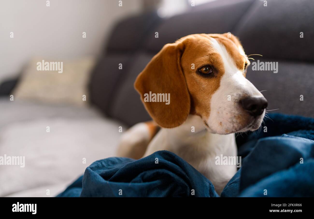Cane Beagle occhi tristi grande naso. Ritratto, spazio copia Foto Stock