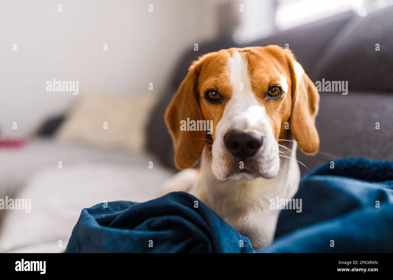 Cane Beagle occhi tristi grande naso. Ritratto, spazio copia Foto Stock