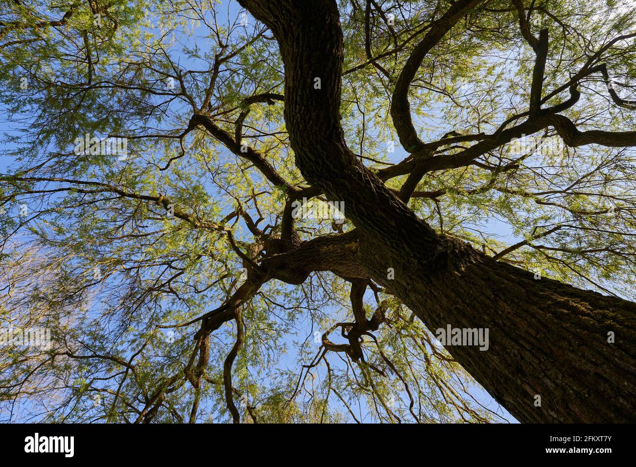 Arborea piangente salice (Salix crisocoma, goldene Trauerweide) pianta fiorente in primavera con gambo marrone e foglie verdi. Vista obliqua dal basso. Foto Stock