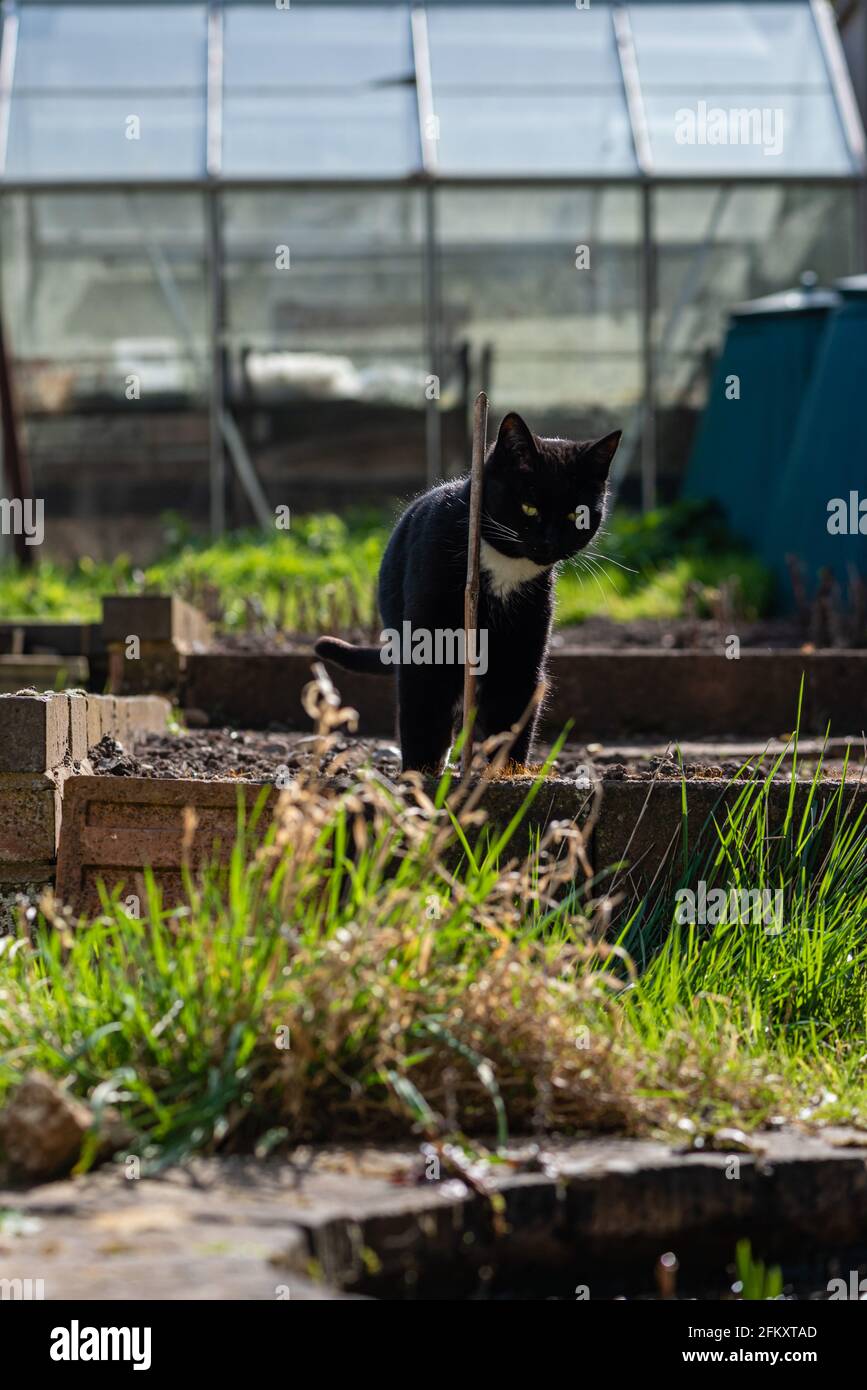 Tuxedo gatto in giardino ii. Aprile, 2021 Foto Stock