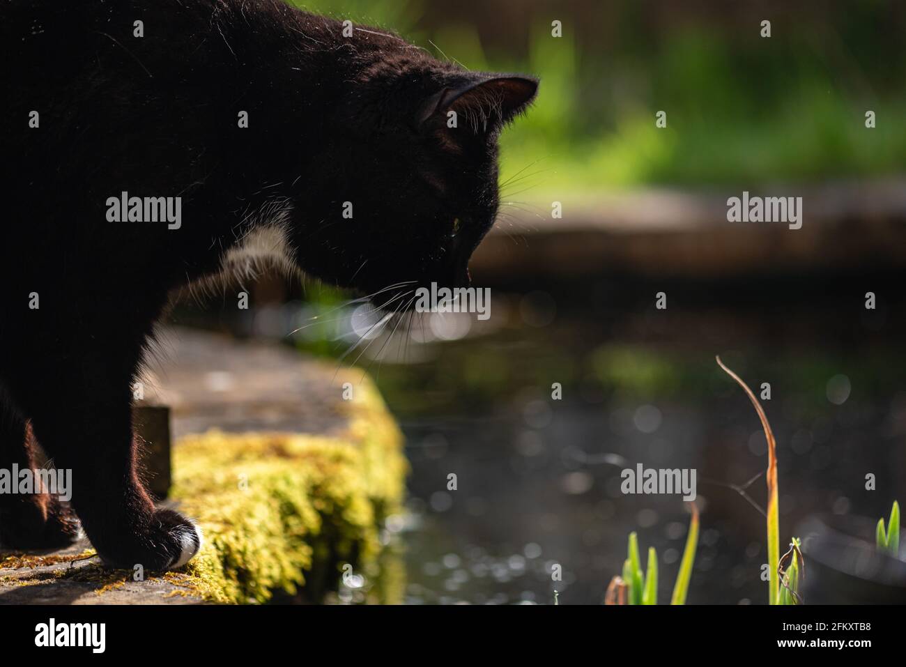 Tuxedo gatto in giardino iv a stagno. Aprile 2021 Foto Stock